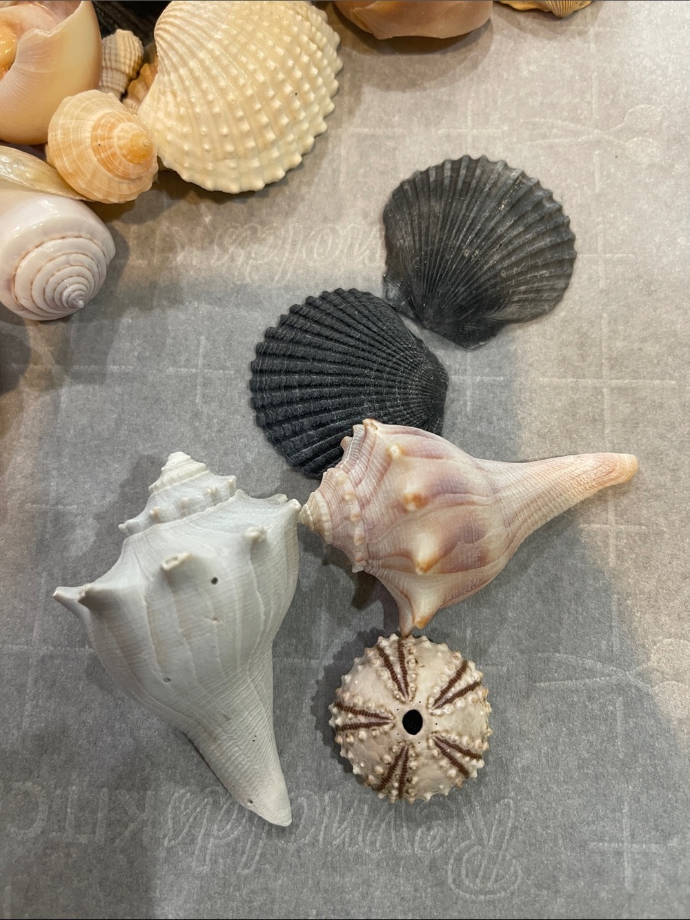 Seashell Assortment - Medium to itsybitsy sizes - Picture 3 of 3